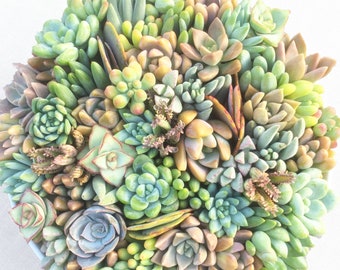 30 Succulent Cuttings, Lavender, Blue, Pink and Teal Only, Succulent Cuttings, Colorful Succulent Cuttings, Succulent Clippings