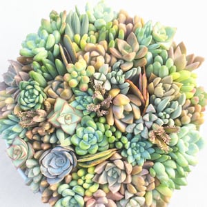 30 Succulent Cuttings, Lavender, Blue, Pink and Teal Only, Colorful Succulent Cuttings, Succulent Clippings