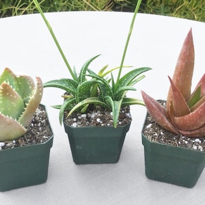 Set of 3 Aloe Succulents, Succulent Plants, Succulents, Rare Succulents, Crocodile Plant, Firebird Aloe, Aloe &quot;Walmsley&#39;s Bronze&quot;
