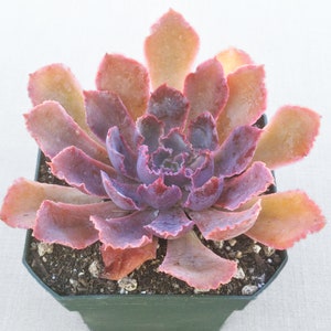 Large Echeveria Neon Breakers, Echeveria, Live Succulent, Live Succulent Plant, Succulent, Succulents, Hen n Chick
