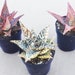 see more listings in the Succulents in Groups section