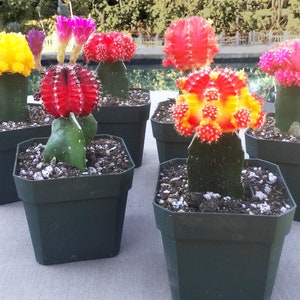 Moon Cactus, Live Succulent Plant, Succulent, Succulents, Rare Succulent, Cactus