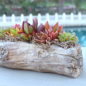 Rustic Live Succulent Arrangement in Cement Log Container, Succulent Planter, Succulent Centerpiece, Hens and Chicks, Succulent Gift