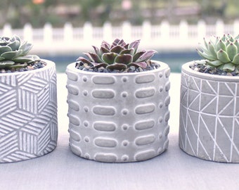 3 Colorful Succulents in Beautiful Concrete Containers, Succulent Planters, Succulent Gift, Teacher Gift, Hostess Gift, Hens & Chicks