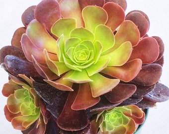 Large 6" Aeonium Arboreum Atropurpureum, Arboreum Aeonium, Live Succulent, Live Succulent Plant, Succulent, Succulents, Aeonium