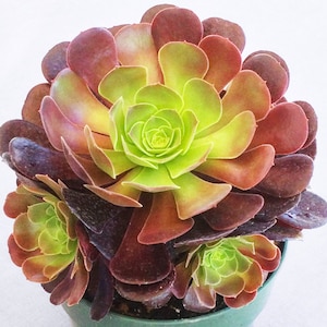 Large 6&quot; Aeonium Arboreum Atropurpureum, Arboreum Aeonium, Live Succulent, Live Succulent Plant, Succulent, Succulents, Aeonium
