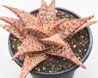 May include: A vibrant succulent plant in a black pot. The plant features spiky, textured leaves with a striking pattern of red, orange, and dark green. The pot is filled with soil, and the plant is set against a white background.