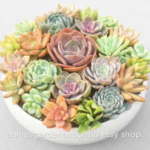 LARGE Colorful Live Succulent Arrangement in Elegant White Ceramic Bowl, Live Succulent Planter, Live Succulent Centerpiece, Succulent Gift