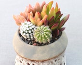 Live Potted Succulents in Stylish Ceramic Container, Succulent Centerpiece, Succulent Arrangement, Teacher Gift, Hostess Gift