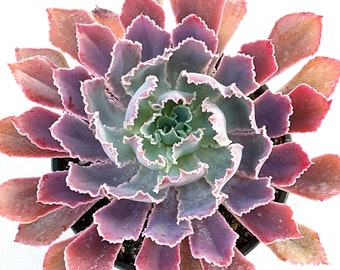 Large 8" Echeveria "Neon Breakers", Live Succulent Plant, Succulent, Succulents, Rare Succulent, Large Echeveria