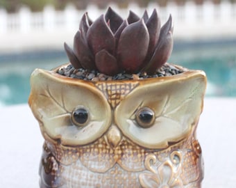 Live Potted Succulent in Porcelain Owl, Succulent in Owl, Hens & Chicks, Teacher Gift, Hostess Gift