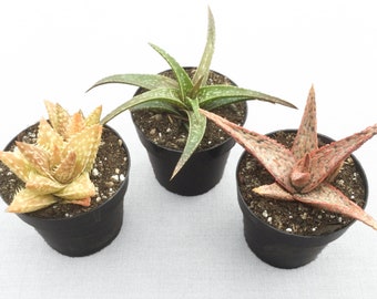 May include: Three potted aloe vera plants. The plants have green, orange, and red spiky leaves. The pots are black and filled with soil. The plants are set against a white background.