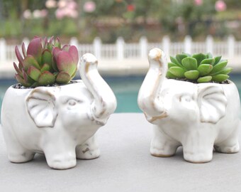 Live Potted Succulent in Ceramic Elephant Planter, Succulent in Elephant, Teacher Gift, Hostess Gift, Housewarming Gift, Succulent Gift