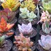 see more listings in the Succulents in Groups section