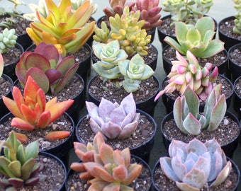 24 Colorful Live Succulent Plants in 2-1/2 inch pots, Succulent, Succulents, Succulent Favors, Bulk Succulents, Hen and Chicks