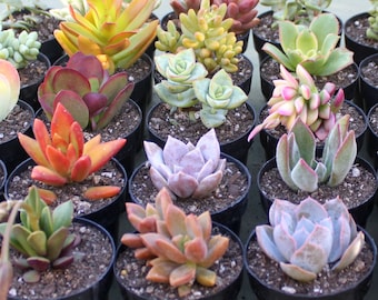 6 Colorful Live Succulent Plants, Succulent, Succulents, Succulent Plants, Succulent Favors, Live Succulents, Hens and Chicks
