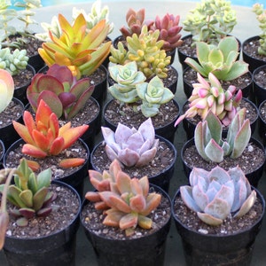 6 Colorful Live Succulent Plants, Succulent, Succulents, Succulent Plants, Succulent Favors, Live Succulents, Hens and Chicks