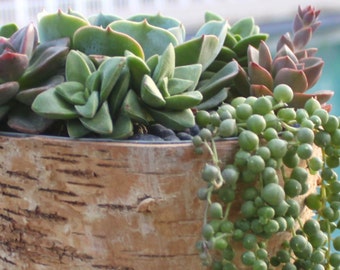 Rustic Live Succulent Arrangement in Natural Birch Bark Planter, Succulent Centerpiece, Succulent Arrangement