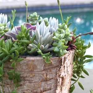 Rustic Live Succulent Arrangement in Natural Birch Bark Planter, Succulent Planter, Succulent Centerpiece, Succulent Gift