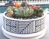 Live Succulent Arrangement in Mediterranean-Style Stamped Ceramic Container, Succulent Planter, Succulent Centerpiece, Succulent Arrangement