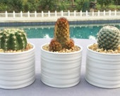 SPECIAL ORDER for Cassandra 3 Cacti in Contemporary Ceramic Containers, one Moon Cactus