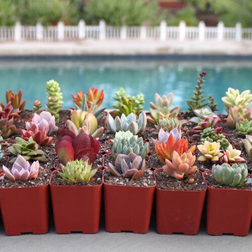 9 Colorful Live Succulent Plants, Succulent, Succulents, Succulent Plants, Hens & Chicks, Terrarium Plants, Fairy Garden Plants