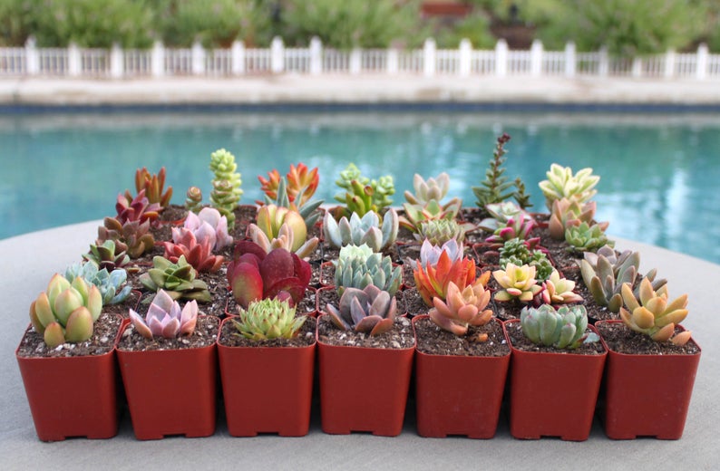 9 Colorful Live Succulent Plants, Succulent, Succulents, Succulent Plants, Hens & Chicks, Terrarium Plants, Fairy Garden Plants image 1