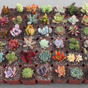 9 Colorful Live Succulent Plants, Succulent, Succulents, Succulent Plants, Hens & Chicks, Terrarium Plants, Fairy Garden Plants image 3