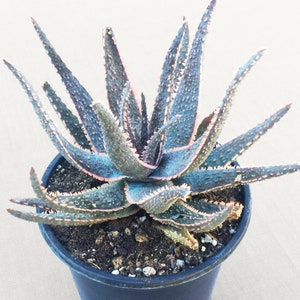 Large Aloe &quot;Purple Haze&quot;, Live Succulent Plant, Rare Aloe, Succulent, Rare Succulent