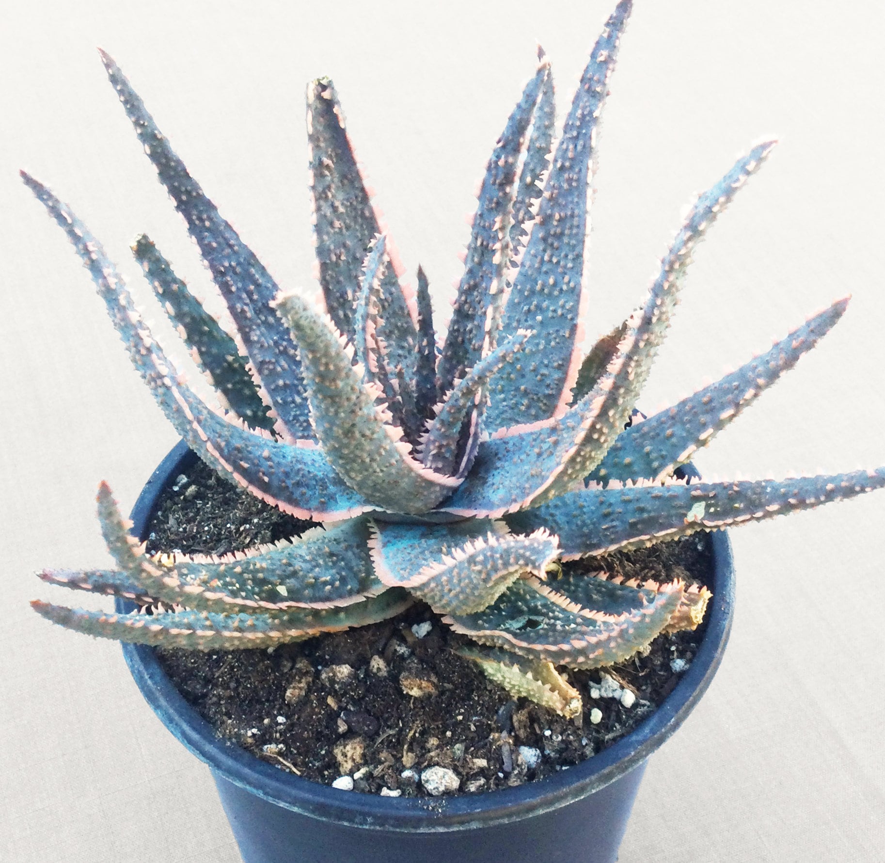 ☆Aloe purpurea Mauritius 激レア 幹立ち☆☆☆☆ Large Aloe 