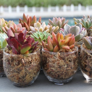 Succulent Favor 4-Pack in Clear Glass Votives, Wedding Favors, Succulents Teacher Gifts, Succulent Christmas Gifts