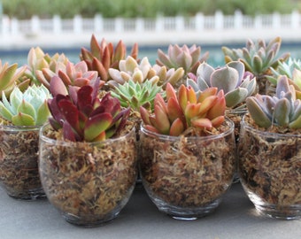 Succulent Favor 4-Pack in Clear Glass Votives, Wedding Favors, Succulents Teacher Gifts, Succulent Christmas Gifts
