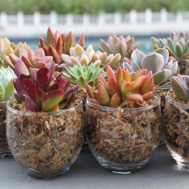 Bulk Clear Votives - Etsy - Page 2