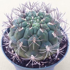 Large Gymnocalycium Saglionis, Giant Chin Cactus, Live Succulent Plant,  Live Cactus, Succulent, Rare Succulent, Large Cactus - Etsy