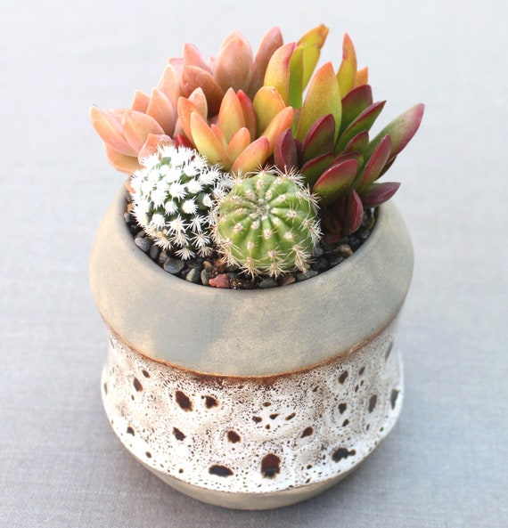 Live Potted Succulents in Stylish Ceramic Container, Succulent Arrangement,  Teacher Gift, Hostess Gift, Succulent Gift - Etsy Ireland