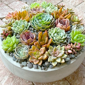 Extra LARGE Colorful Live Succulent Arrangement in Contemporary Cement Bowl, Succulent Planter, Succulent Centerpiece, Succulent Gift