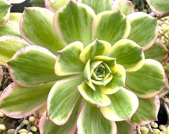 6" Aeonium Sunburst Cutting, Sunburst Aeonium, Live Succulent, Live Succulent Plant, Succulent, Succulents, Aeonium