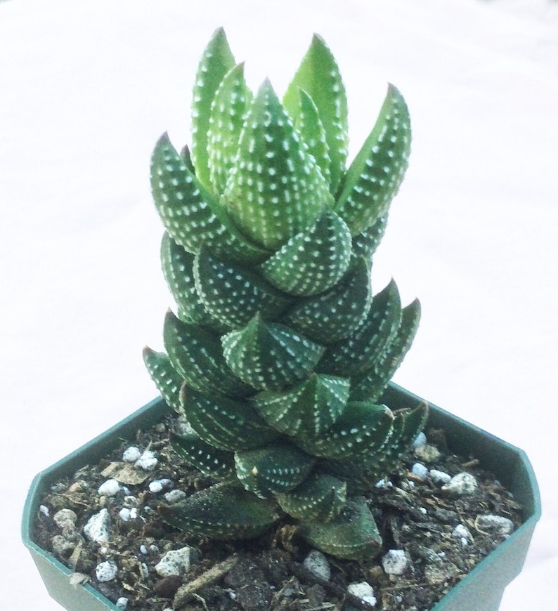 Haworthia Reinwardtii African Pearls, Haworthia Reinwardtii, Haworthia, Live Succulent, Live Succulent Plant, Succulent, Succulents image 1