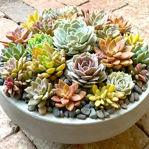 Extra LARGE Pastel Live Succulent Arrangement in Contemporary Cement Bowl, Succulent Planter, Succulent Centerpiece, Succulent Gift