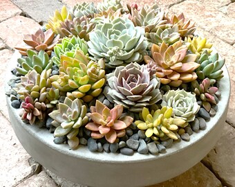 Extra LARGE Pastel Live Succulent Arrangement in Contemporary Cement Bowl, Succulent Planter, Succulent Centerpiece, Succulent Gift