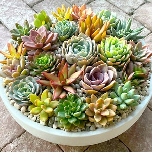 LARGE Colorful Live Succulent Arrangement in Contemporary White Ceramic Bowl, Succulent Planter, Centerpiece, Succulent Arrangement