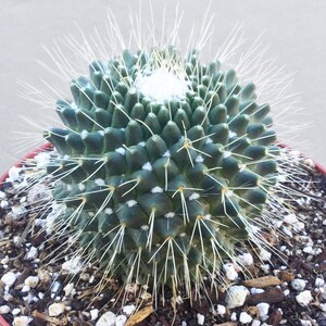 Medium Mammillaria Spinosissima Uno Pico, Live Succulent Plant, Live Cactus, Succulent, Rare Succulent