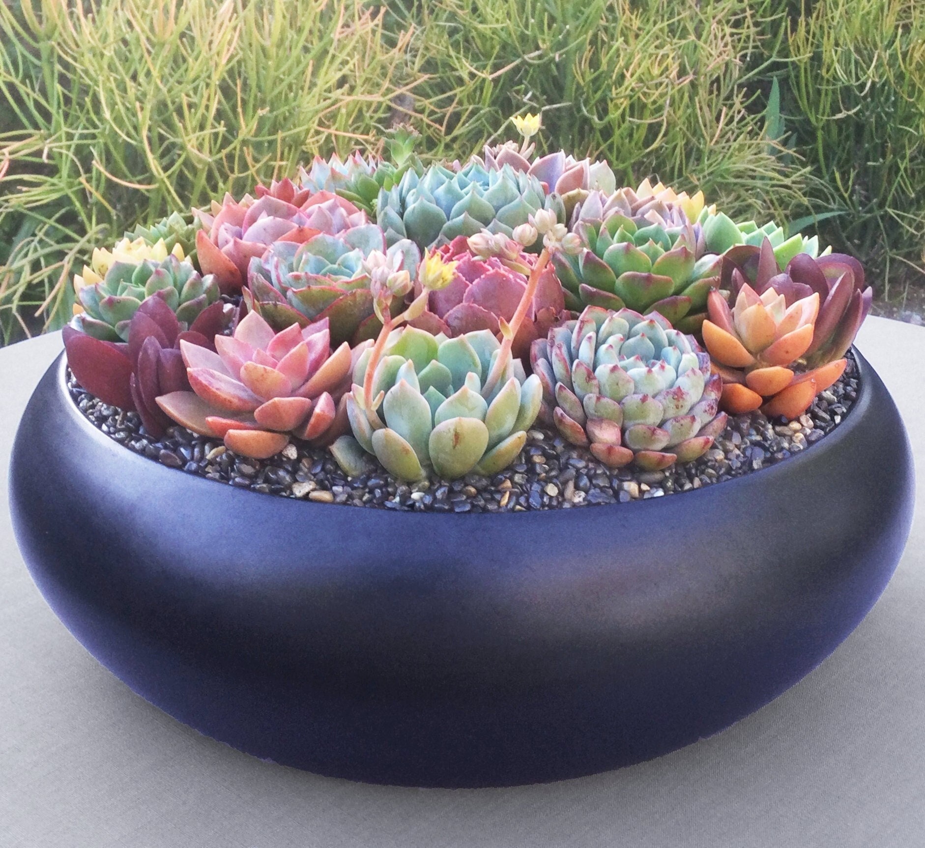 ceramic succulent plant pots LAMDAWN Cute Ceramic Succulent Garden Pots, Planter with Drainage and  Attached Saucer, Set of 6 -Plants Not Included (Vivid Colors)