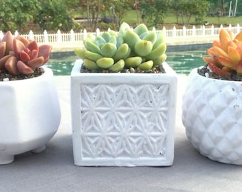 Colorful Succulents in 3 Beautiful Concrete Containers, Succulent Arrangement, Teacher Gift, Hostess Gift, Succulent Gift