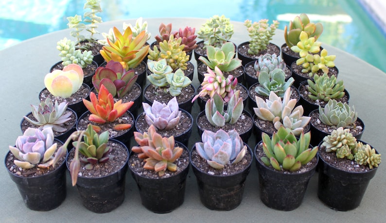 6 Colorful Live Succulent Plants, Succulent, Succulents, Succulent Plants, Succulent Favors, Live Succulents, Hens and Chicks image 1