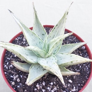 Large Aloe &quot;Snow Drift&quot;, Live Succulent Plant, Rare Aloe, Succulent, Rare Succulent