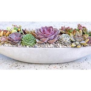 22" Contemporary Live Succulent Arrangement in Smooth Cement Boat, Succulent Planter, Succulent Centerpiece, Succulent Gift