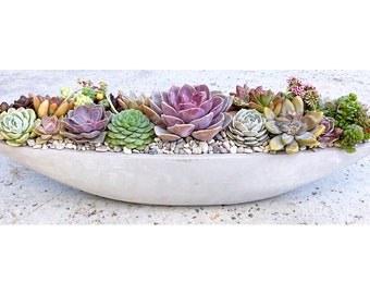 22" Contemporary Live Succulent Arrangement in Smooth Cement Boat, Succulent Planter, Succulent Centerpiece, Succulent Gift