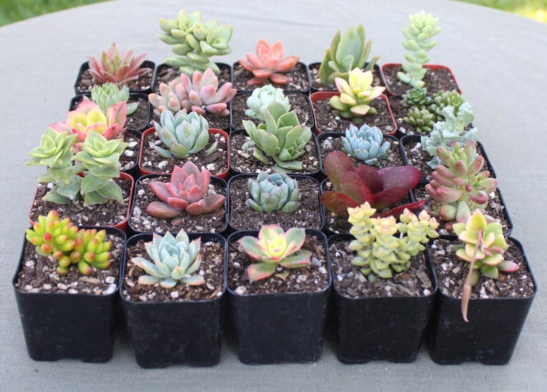 9 Colorful Live Succulent Plants, Succulent, Succulents, Succulent Plants, Hens & Chicks, Terrarium Plants, Fairy Garden Plants image 4