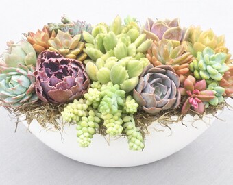 Colorful Live Succulent Arrangement in Elegant White Ceramic Boat, Live Succulent Planter, Live Succulent Centerpiece, Succulent Gift